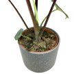 Alocasia bisma 'Silver'