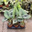 Alocasia bisma 'Silver'
