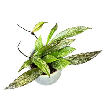 Hoya pubicalyx 'Splash'