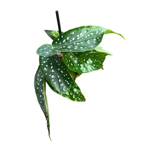 Begonia albopicta