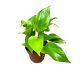 Epipremnum aureum mix (Inplanted)