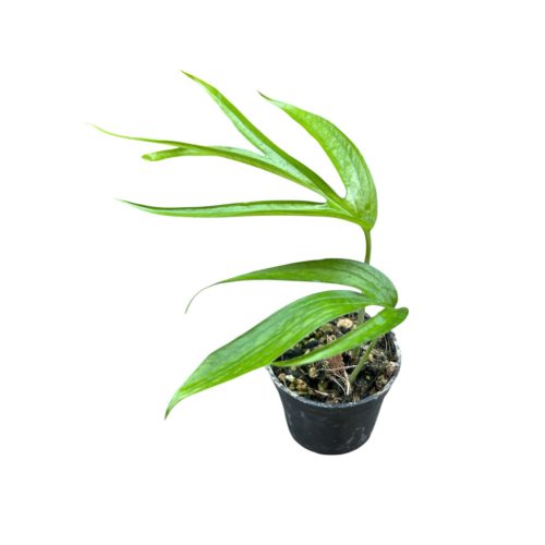 Amydrium zippelianum mini (Inplanted)
