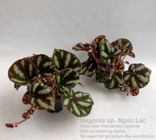 Begonia sp. Ngoc Lac
