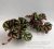 Begonia sp. Ngoc Lac