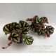 Begonia sp. Ngoc Lac