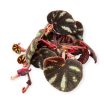 Begonia sp. Ngoc Lac