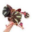 Begonia sp. Ngoc Lac