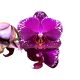 Phalaenopsis 'Asian Violin'