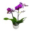 Phalaenopsis 'Asian Violin'