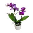 Phalaenopsis 'Asian Violin'