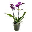 Phalaenopsis 'Asian Violin'