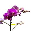 Phalaenopsis 'Asian Violin'