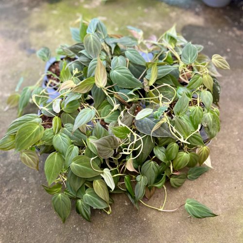 Philodendron hederaceum 'Micans' (6 db)