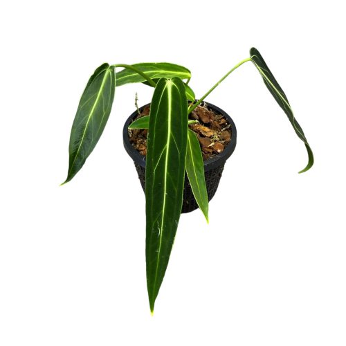 Anthurium warocqueanum (Inplanted)