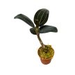 Ludisia discolor 'Red Velvet' (Inplanted)