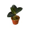 Ludisia discolor 'Red Velvet' (Inplanted)