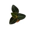 Ludisia discolor 'Red Velvet' (Inplanted)