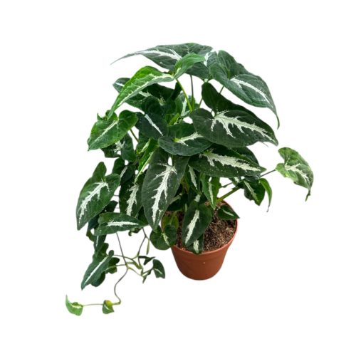 Syngonium wendlandii