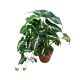 Syngonium wendlandii