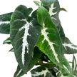 Syngonium wendlandii