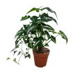 Syngonium wendlandii