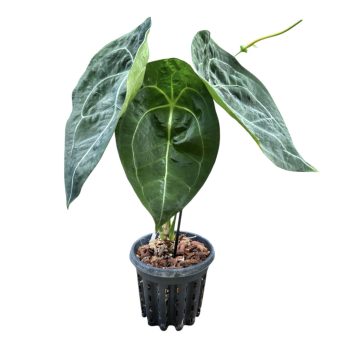 Anthurium forgetii x nigrolaminum 