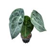 Anthurium forgetii x nigrolaminum 