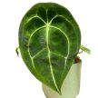 Anthurium forgetii x nigrolaminum 
