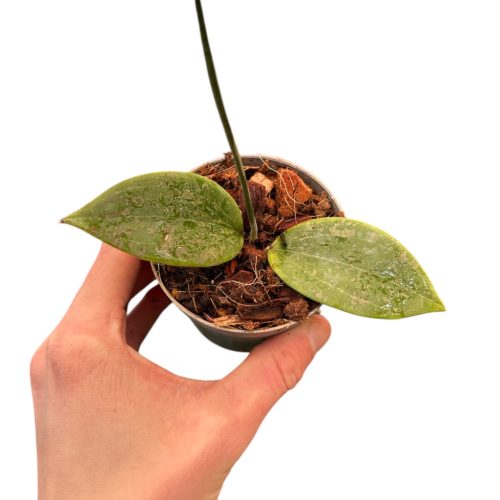 Hoya wibergiae (Inplanted)
