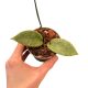 Hoya wibergiae