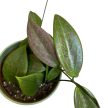 Hoya wibergiae (Inplanted)