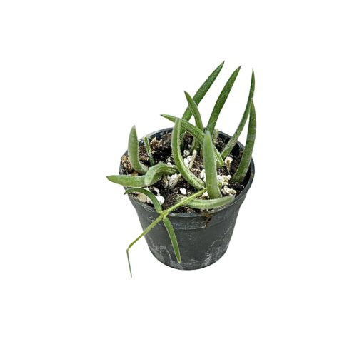 Hoya linearis (Inplanted)