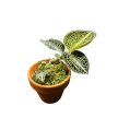 Anoectochilus roxburghii ‘Emerald Gold' - Ékszerorchidea