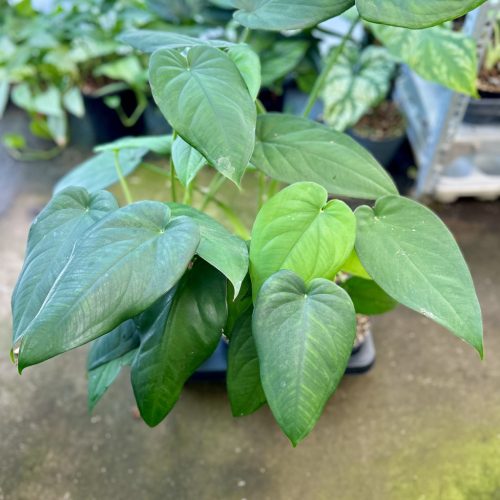 Syngonium chiapense (6 pcs)