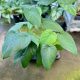 Syngonium chiapense (6 pcs)