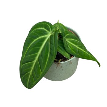 Anthurium villenaorum (M)