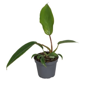 Pilodendron mayoi (mini)