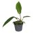 Pilodendron mayoi (mini)