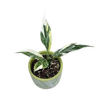   Spathiphyllum wallisii 'Stardust Variegata' (Inplanted)