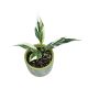 Spathiphyllum wallisii 'Stardust Variegata' (Inplanted)