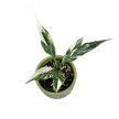 Spathiphyllum wallisii 'Stardust Variegata' (Inplanted)