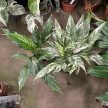 Spathiphyllum wallisii 'Stardust Variegata' (Inplanted)
