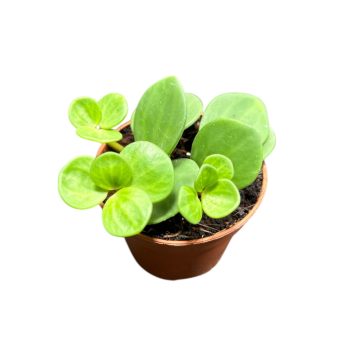 Peperomia tetraphylla 'Hope' (Inplanted)