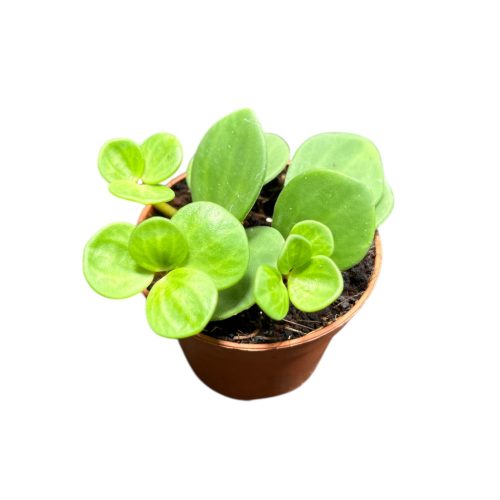 Peperomia tetraphylla 'Hope' (Inplanted)