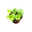 Peperomia tetraphylla 'Hope' (Inplanted)