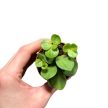 Peperomia tetraphylla 'Hope' (Inplanted)