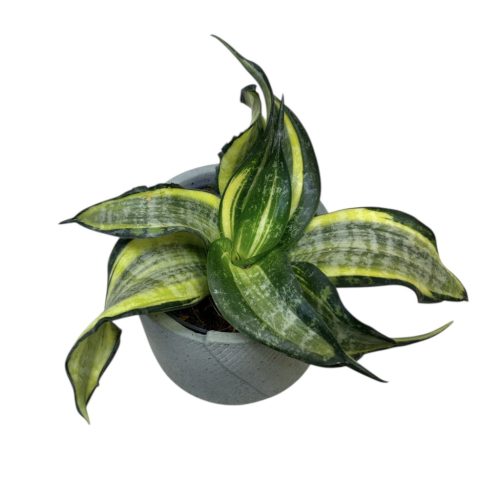 Sansevieria 'Japanese Twister' (Törpe Anyósnyelv)