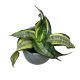 Sansevieria 'Japanese Twister' (Törpe Anyósnyelv)
