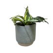 Sansevieria 'Japanese Twister' (Törpe Anyósnyelv)