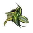 Sansevieria 'Japanese Twister' (Törpe Anyósnyelv)
